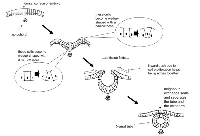 Morphogenesis – CyGenTiG